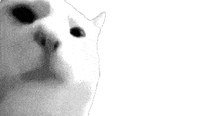 vibing cat meme from 2020, a cat face very close to the camera vibing to a beat