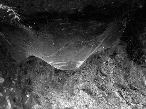 a spiders web filled with water