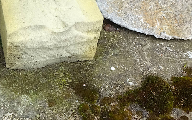 torn piece of foam outside on the street next to growing moss.