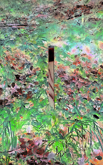 spray painted piece of wood in the forest ground