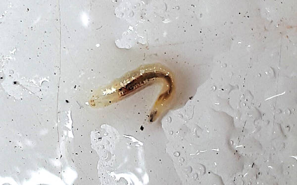 larva of unknown creature swimming in water drops on a white table