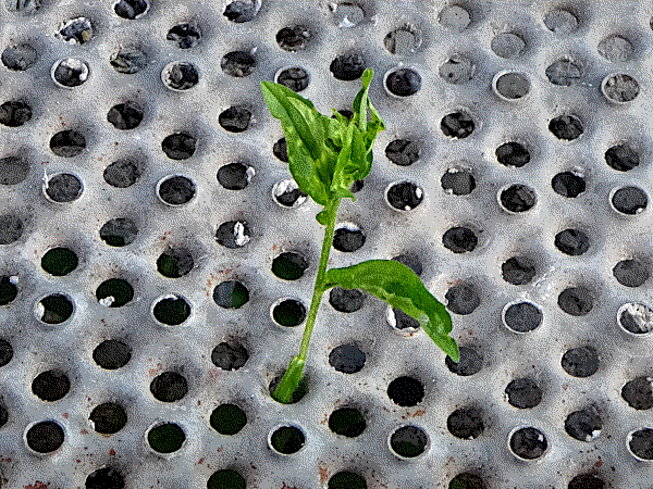 a green young plant seeks its way through a hole in a metal plank